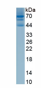 Recombinant Collagen Type XII (COL12)