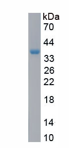 Recombinant Collagen Type XII (COL12)