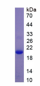 Recombinant HLA Class II Histocompatibility Antigen, DR Alpha Chain (HLA-DRA)