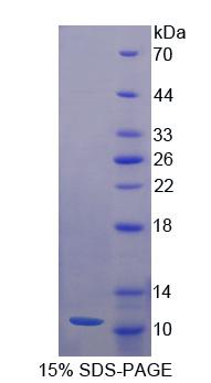 Recombinant Neuregulin 4 (NRG4)