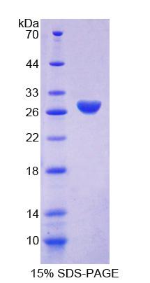 Recombinant Amphiphysin (AMPH)