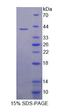 Recombinant Amyloid Beta Precursor Protein Binding Protein B1 (APBB1)