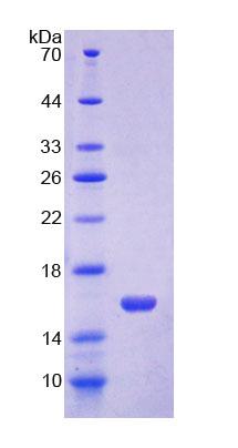 RPC228Mu01.jpg