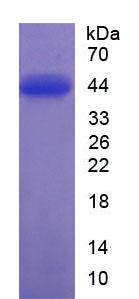 Recombinant Protein Kinase B Alpha (PKBa)