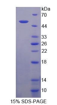 Recombinant Nuclear Receptor Coactivator 6 (NCOA6)