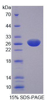 Recombinant Menin (MEAI)