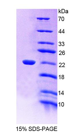 Recombinant Endothelial Differentiation Related Factor 1 (EDF1)