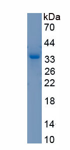 Recombinant 11-Beta-Hydroxysteroid Dehydrogenase Type 1 (HSD11b1)