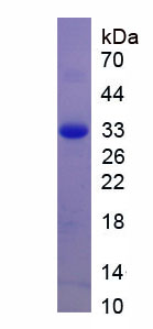 Recombinant 11-Beta-Hydroxysteroid Dehydrogenase Type 1 (HSD11b1)