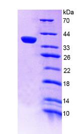 Recombinant Alpha-1,4-Galactosyltransferase (a4GALT)