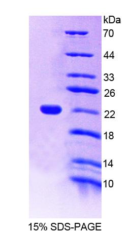 Recombinant Alpha-1,4-Galactosyltransferase (a4GALT)