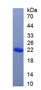 Recombinant Allograft inflammatory factor 1 (AIF1)