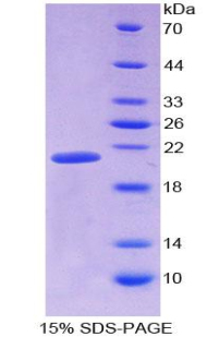 Recombinant Allograft inflammatory factor 1 (AIF1)