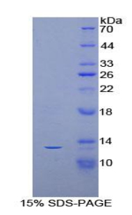 Recombinant Ionized Calcium-binding Adapter Molecule 1 (IBA1)