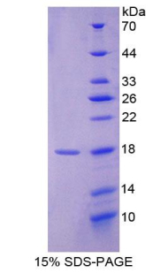 Recombinant Ionized Calcium-binding Adapter Molecule 1 (IBA1)