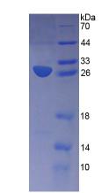 Recombinant Apolipoprotein M (APOM)