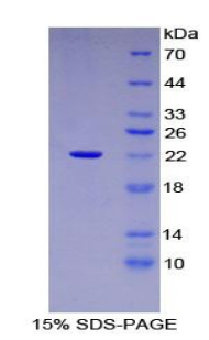 RPC300Hu01.jpg