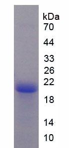 Recombinant Attractin (ATRN)