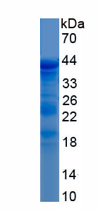 RPC321Hu01.jpg