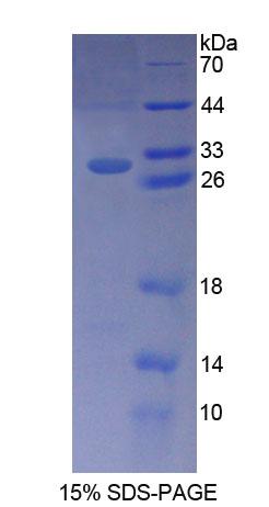 Recombinant B-Cell CLL/Lymphoma 10 (Bcl10)