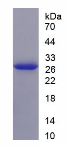 Recombinant Bcl2 Modifying Factor (BMF)