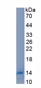 Recombinant Barrier To Autointegration Factor 1 (BANF1)