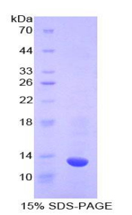 RPC340Bo02.jpg