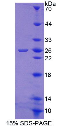 Recombinant Calneuron 1 (CALN1)