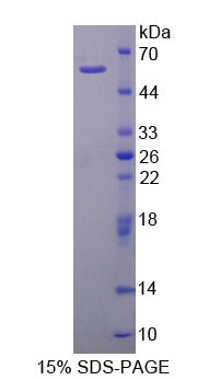 Recombinant Calpain 2 (CAPN2)