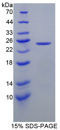 Recombinant Calcyphosine (CAPS)