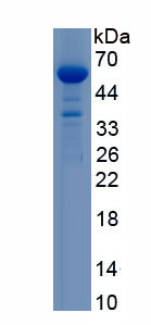 Recombinant Carbohydrate Synthase 1 (CHSY1)