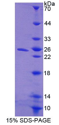 Recombinant Cytokine Inducible SH2 Containing Protein (CISH)