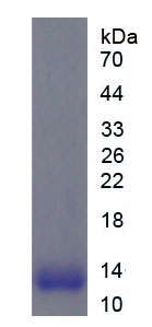 Recombinant Cardiotrophin Like Cytokine Factor 1 (CLCF1)