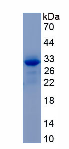 Recombinant Cortistatin (CORT)