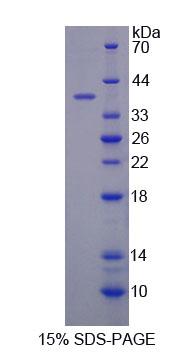 Recombinant Cytochrome C Oxidase Subunit VIc (COX6c)