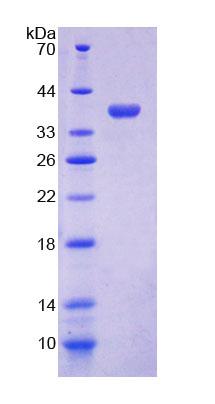 Recombinant Cytochrome C Oxidase Subunit VIc (COX6c)