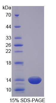 Recombinant Cysteine Rich Protein 1, Intestinal (CRIP1)