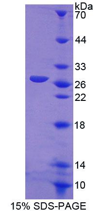 Recombinant Collapsin Response Mediator Protein 1 (CRMP1)