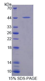 Recombinant Cryptochrome 1 (CRY1)