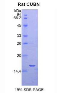 Recombinant Cubilin (CUBN)