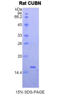 Recombinant Cubilin (CUBN)