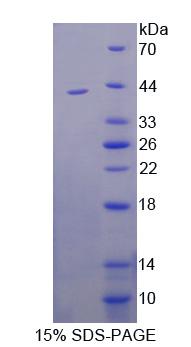 Recombinant Calmegin (CLGN)