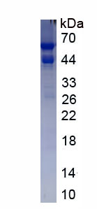 RPC418Mu03.jpg