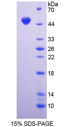 Recombinant Dystrophin Associated Glycoprotein 1 (DAG1)