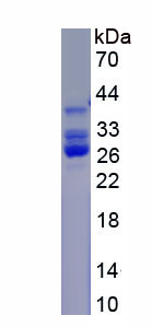 Recombinant Ectodysplasin A (EDA)