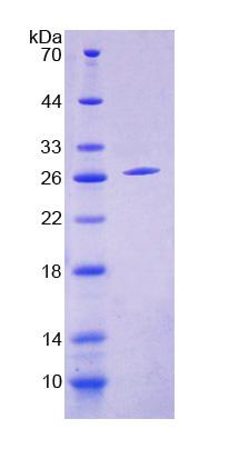 Recombinant Cytosolic Ovarian Carcinoma Antigen 1 (COVA1)