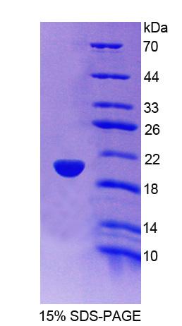 Recombinant Endothelin 3 (EDN3)