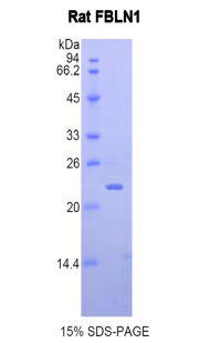 Recombinant Fibulin 1 (FBLN1)