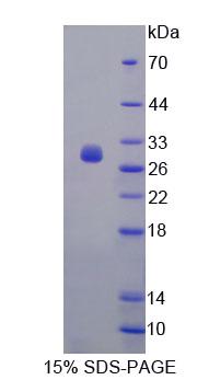 Recombinant Fibrosin (FBS)