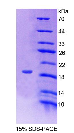 Recombinant FK506 Binding Protein 2 (FKBP2)